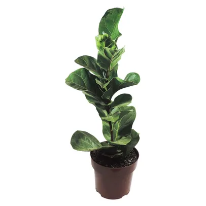 [ REGIONAL] Muda Planta Ficus Lyrata Pote 17