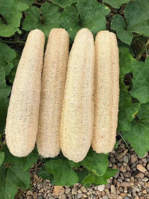 Chuveiro de banho Luffa orgânico natural YEMTAL, esponjas, 4 unidades